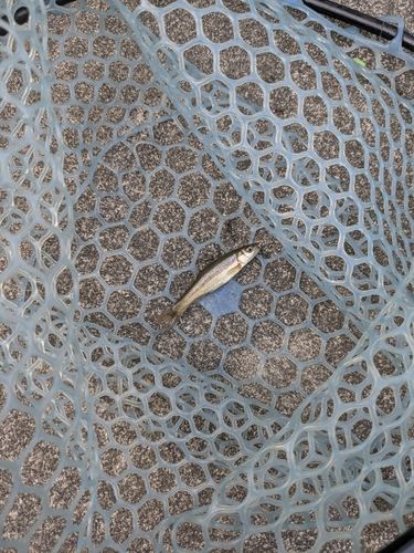 アブラハヤの釣果