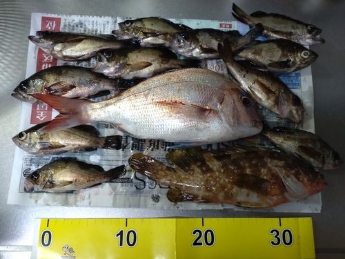 メバルの釣果
