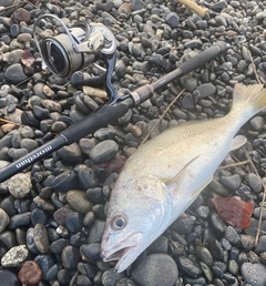 ニベの釣果