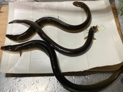 ウナギの釣果