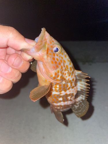 キジハタの釣果