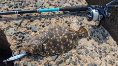ヒラメの釣果