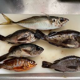 アジ