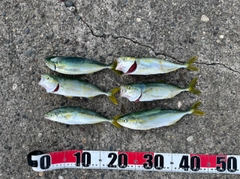 ワラサの釣果