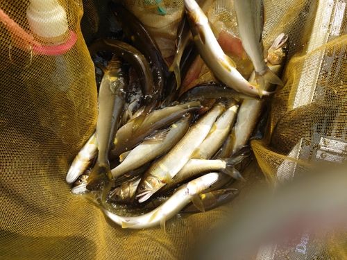 アユの釣果