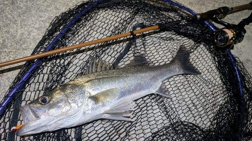 スズキの釣果