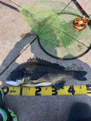 クロダイの釣果