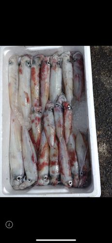 シロイカの釣果