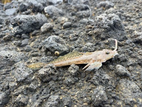 ネズミゴチの釣果
