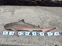 サメの釣果