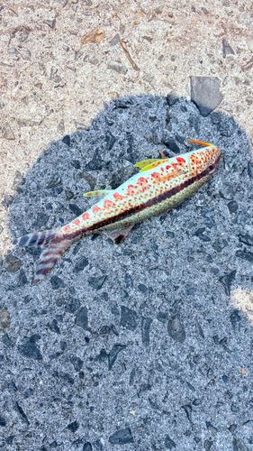 オジサンの釣果