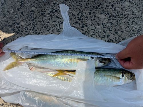 マアジの釣果
