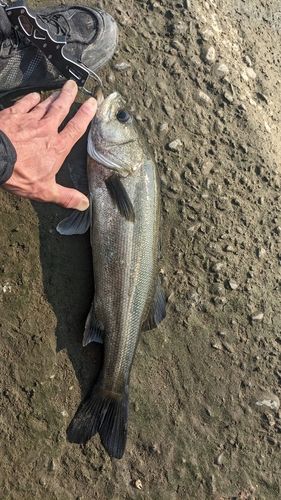 スズキの釣果