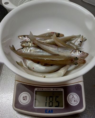 キスの釣果