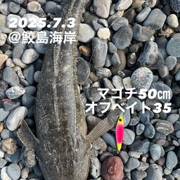 マゴチ