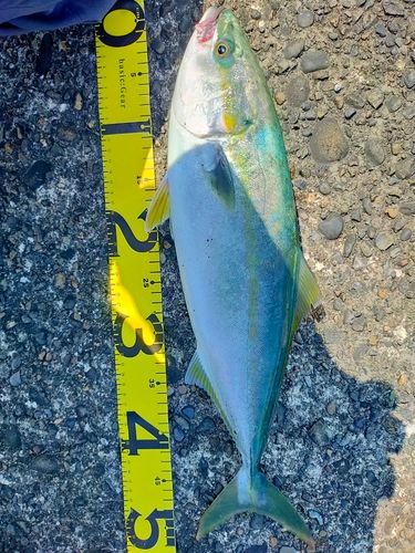 フクラギの釣果