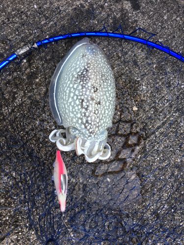 シリヤケイカの釣果