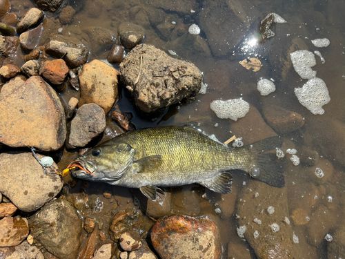 スモールマウスバスの釣果
