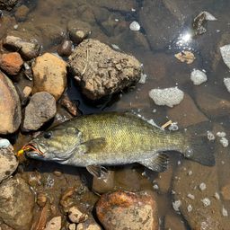 スモールマウスバス