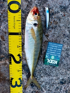 マアジの釣果