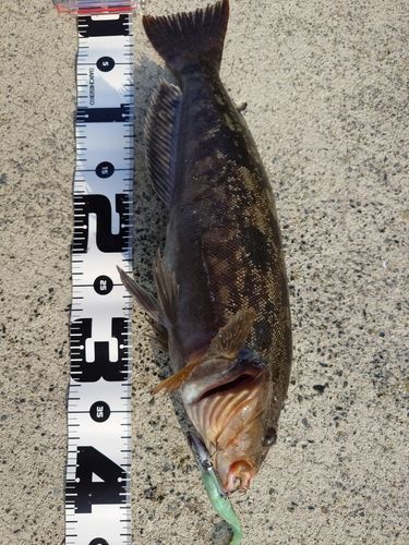 アイナメの釣果