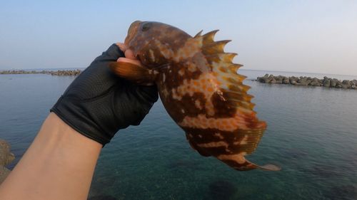 キジハタの釣果