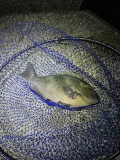 クチブトグレの釣果