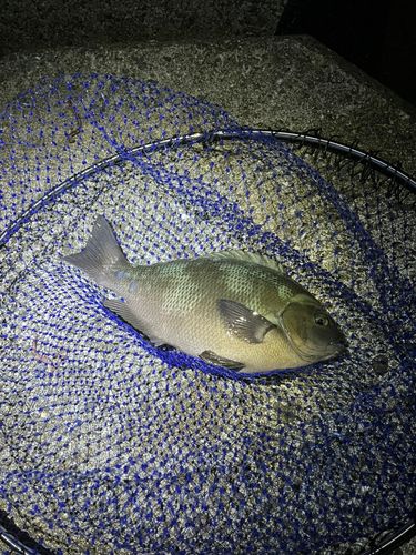 クチブトグレの釣果