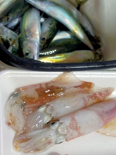釣果