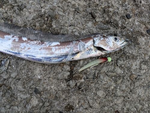 タチウオの釣果