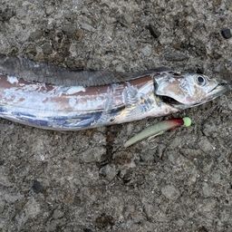 タチウオ