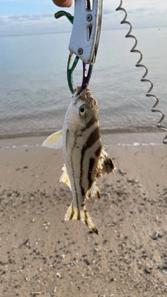コトヒキの釣果