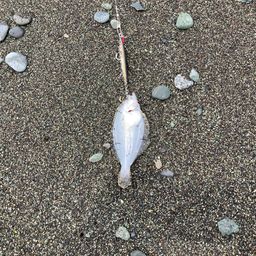 ソゲ