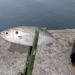 アジ