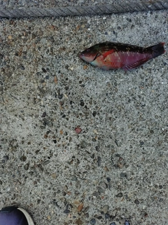 ベラの釣果