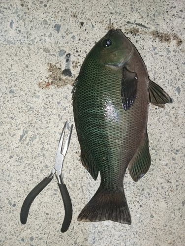 メジナの釣果