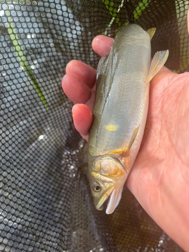 アユの釣果