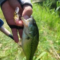 ラージマウスバス