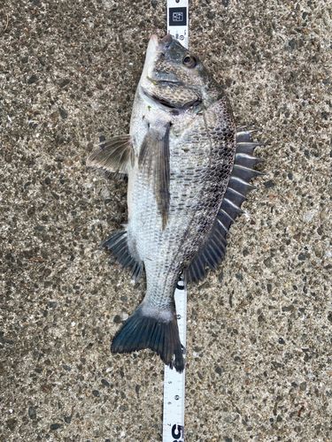 クロダイの釣果