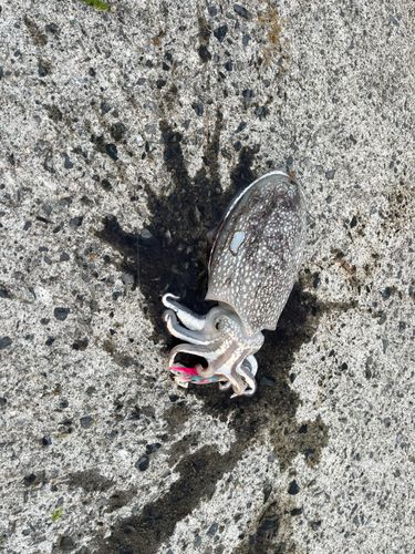 コウイカの釣果