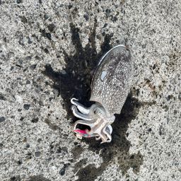 コウイカ