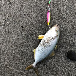 ショゴ