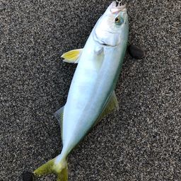 ワカシ