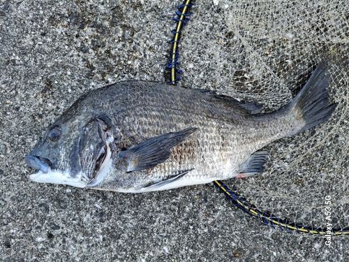 チヌの釣果