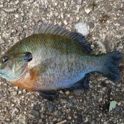 ブルーギル