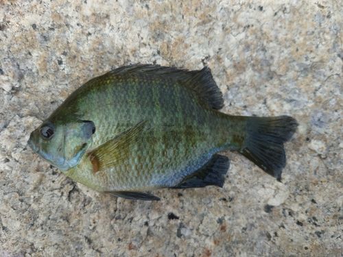 ブルーギルの釣果