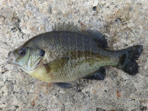 ブルーギルの釣果