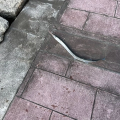 ダツの釣果