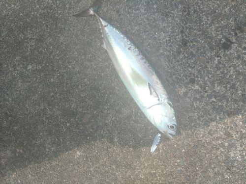 マルソウダの釣果