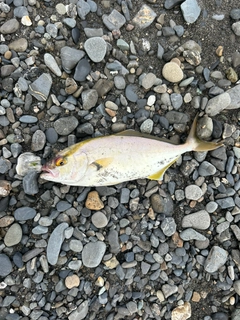 ショゴの釣果